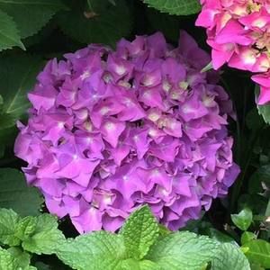 Meet your Posher, Jean